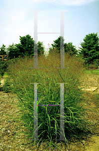 Picture of Panicum virgatum 