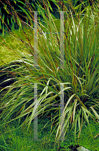 Picture of Molinia caerulea 'Variegata'