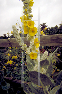 Picture of Verbascum bombyciferum 'Arctic Summer'