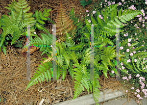 Picture of Dryopteris erythrosora 