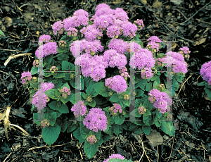 Picture of Ageratum houstonianum 'Blue Danube'