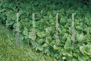 Picture of Pachysandra procumbens 