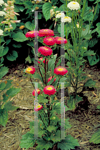 Picture of Callistephus chinensis 'Pompom'