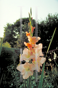 Picture of Gladiolus x hortulanus 