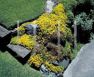 Picture of Sedum acre 