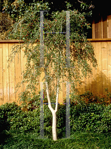 Picture of Ilex vomitoria 'Pendula'