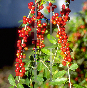 Picture of Ilex vomitoria 'Pendula'