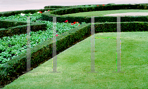 Picture of Ilex vomitoria 'Schilling's Dwarf'