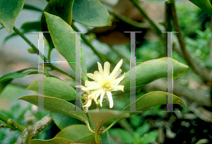 Picture of Illicium anisatum 