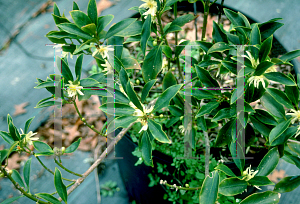 Picture of Illicium anisatum 