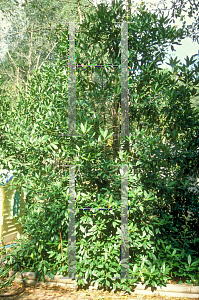 Picture of Illicium parviflorum 