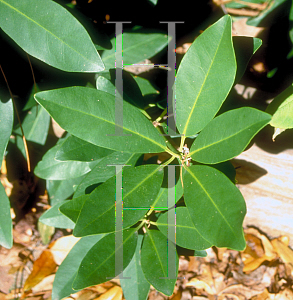 Picture of Illicium parviflorum 