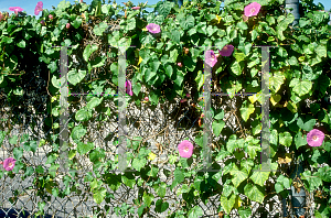 Picture of Ipomoea carnea ssp. fistulosa 