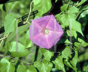 Picture of Ipomoea carnea ssp. fistulosa 