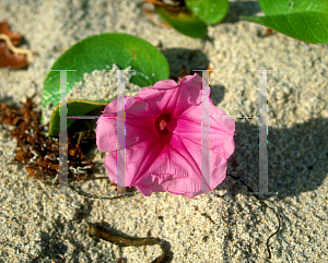 Picture of Ipomoea pes-caprae 