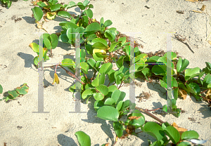 Picture of Ipomoea pes-caprae 