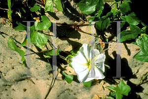 Picture of Ipomoea stolonifera 