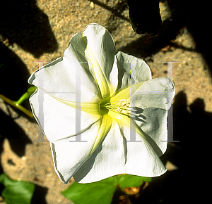 Picture of Ipomoea stolonifera 