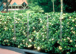 Picture of Ixora coccinea 