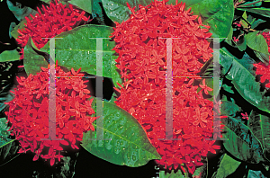 Picture of Ixora coccinea 