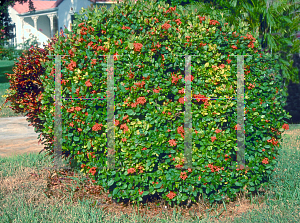 Picture of Ixora coccinea 