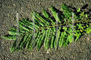 Picture of Jacaranda mimosifolia 