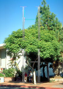 Picture of Jacaranda mimosifolia 