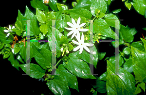 Picture of Jasminum multiflorum 