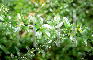 Picture of Jasminum nudiflorum 