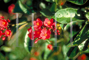 Picture of Jatropha integerrima 