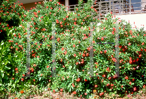 Picture of Jatropha integerrima 