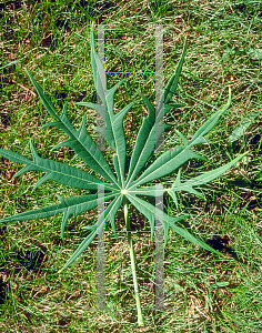 Picture of Jatropha multifida 