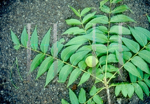 Picture of Juglans nigra 