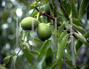 Picture of Juglans regia 'Ambassador'