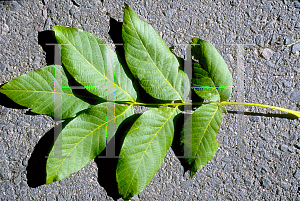 Picture of Juglans regia 