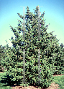 Picture of Juniperus chinensis 'Olympia'