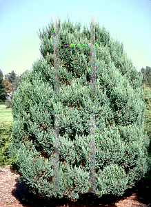 Picture of Juniperus chinensis 'Pyramidalis'