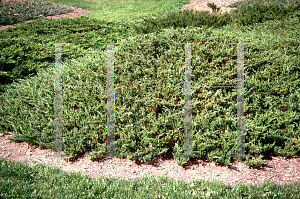 Picture of Juniperus chinensis var. sargentii 