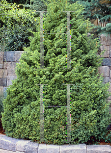 Picture of Juniperus chinensis 'Sylvestris'