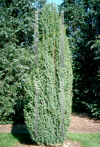 Picture of Juniperus communis 'Cracovia'