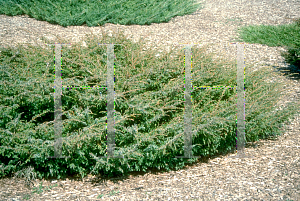 Picture of Juniperus communis var. depressa 