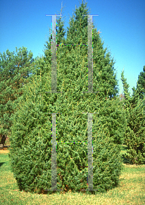 Picture of Juniperus communis 'Suecica'