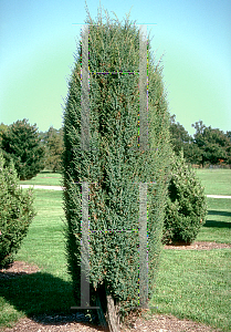 Picture of Juniperus communis 'Suecica'