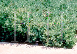 Picture of Juniperus conferta 