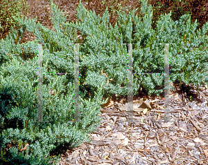 Picture of Juniperus conferta 'Blue Pacific'
