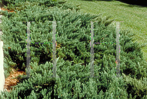 Picture of Juniperus davurica 'Expansa'