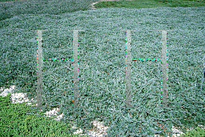 Picture of Juniperus horizontalis 'Douglasii'