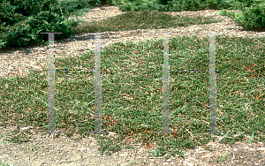 Picture of Juniperus horizontalis 'Emerald Spreader'