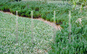 Picture of Juniperus horizontalis 'Plumosa Compacta'