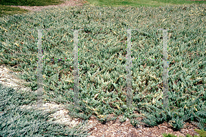 Picture of Juniperus horizontalis 'Variegata'